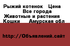 Рыжий котенок › Цена ­ 1 - Все города Животные и растения » Кошки   . Амурская обл.